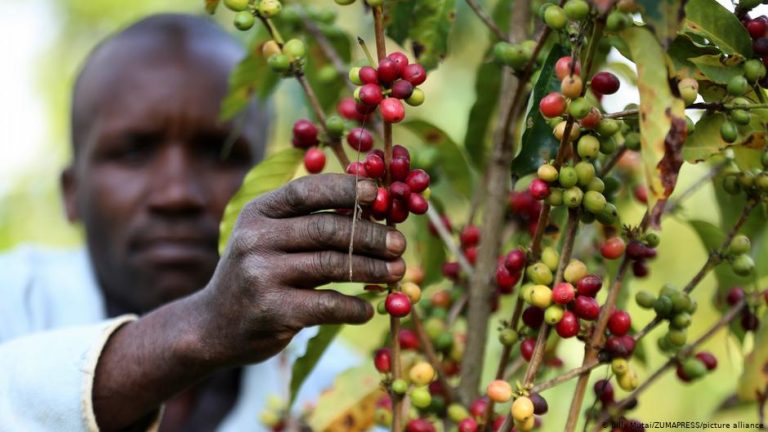 How climate change threatens African coffee farmers